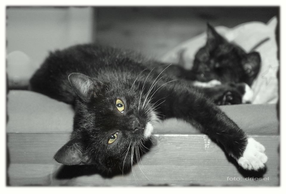 Geburtstag = Katastrophe für&nbsp;Deprijaner!